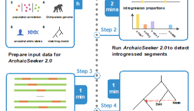 营养与健康所等发布ArchaicSeeker2.0方法重构古人类基因交流模型的分析流程缩略图
