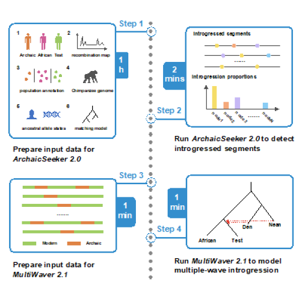 营养与健康所等发布ArchaicSeeker2.0方法重构古人类基因交流模型的分析流程插图