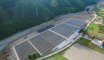 秦岭村木耳种植基地，2021年底产业基地收益95万元缩略图