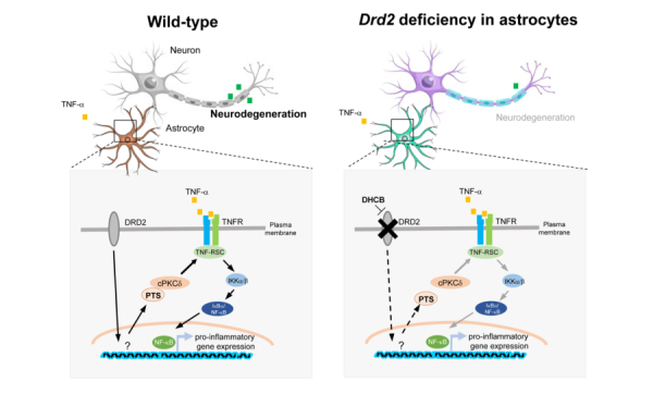 研究揭示星形胶质细胞多巴胺受体D2在神经系统自身免疫性疾病中的作用插图